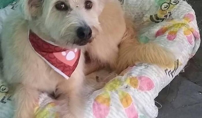 Cirurgia para salvar a vida da Flor