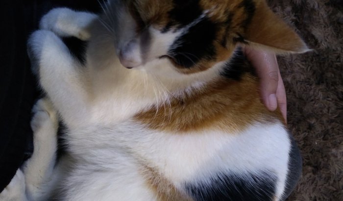 Ajude a Meredith