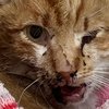 Gatinho com mandíbula quebrada