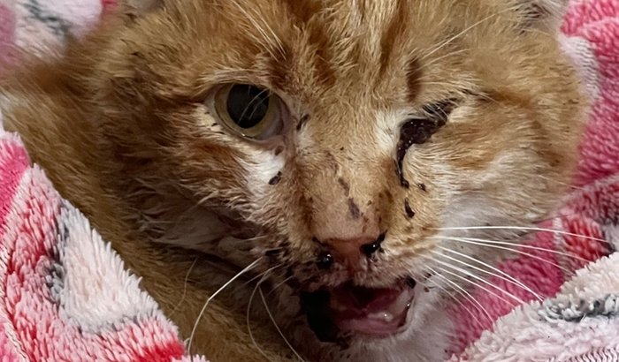 Ajude a salvar gatinho com mandíbula quebrada — cirurgia urgente