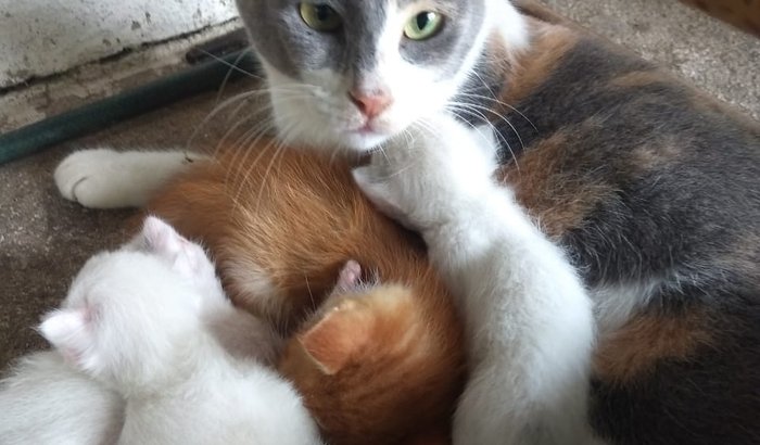 LAR TEMPORÁRIO PARA ANIMAIS DE RUA (SOCORRO! O INVERNO CHEGOU!)