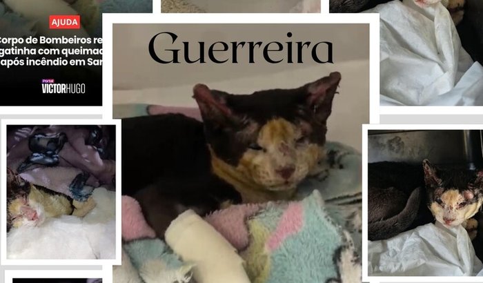 🐾 Uma vida salva no incêndio. Agora ela precisa da nossa ajuda!