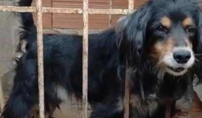 Ajude o Dok: 9 meses abandonado atrás de uma grade