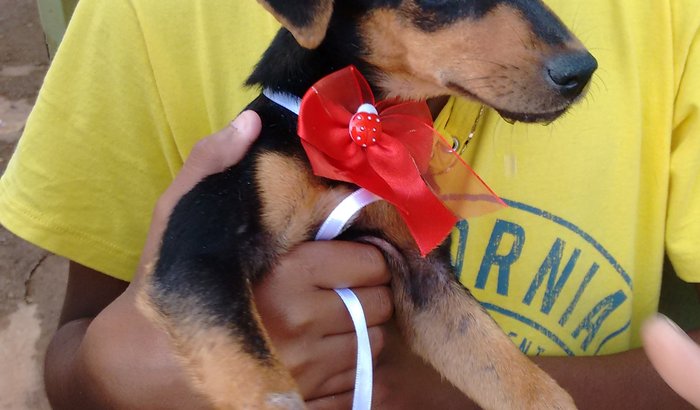 Doações Cuidados Cachorrinha Estrela
