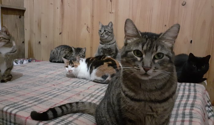 VACINA PARA OS GATOS DO ABRIGO ALE LIMA