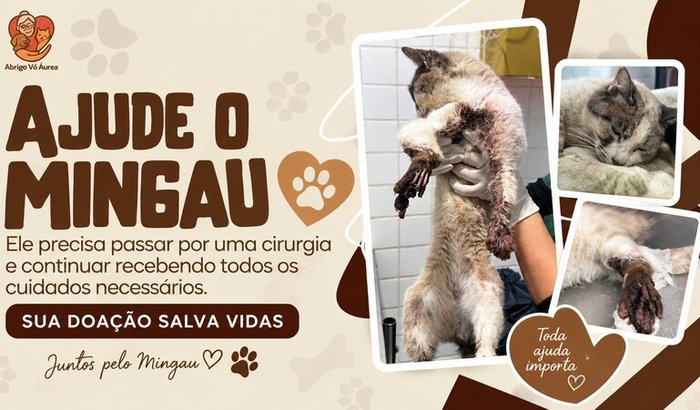 Ajude o Mingau a continuar lutando 🐱💔