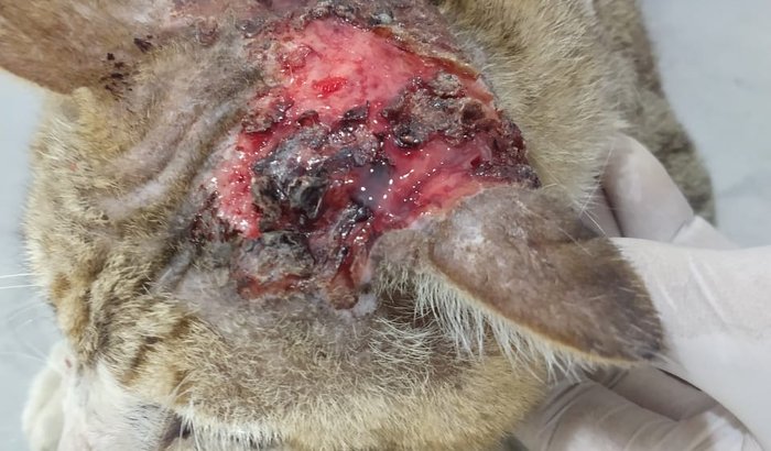 Ajude Miguel Ângelo