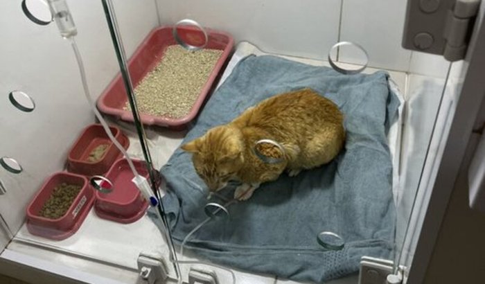 AJUDE O GATINHO MEIA BRANCA