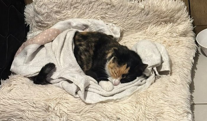 Ajude a gata Juju
