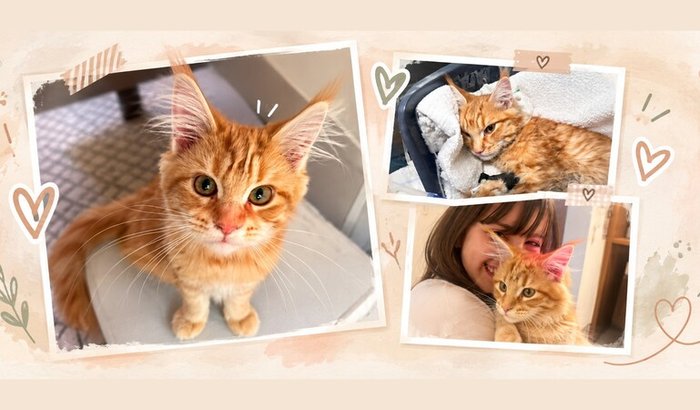 🐾 Ajude a Artemis a voltar para casa