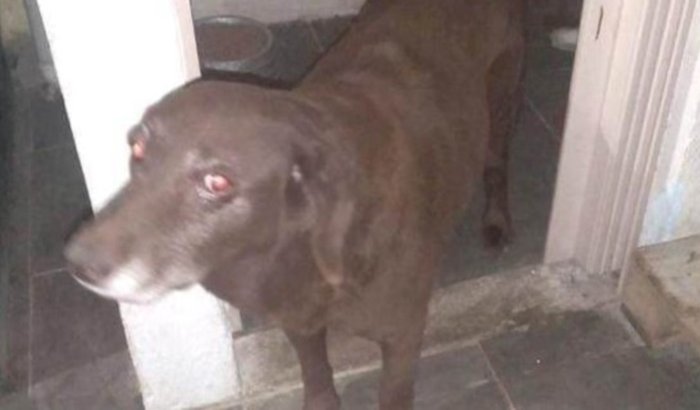 Denise Cristina precisa chegar até Pernambuco com seus animais
