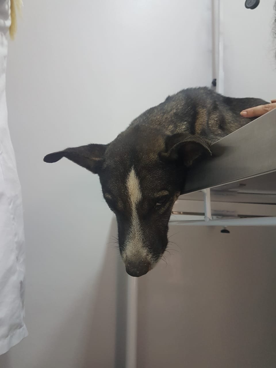 Vamos salvar o Breu!