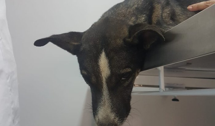 Vamos salvar o Breu!