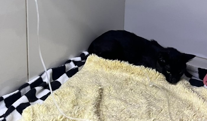 Ajude o Morcegão a se recuperar 🐈⬛🐾