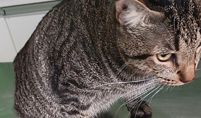 Ajuda o nosso gato Koda.