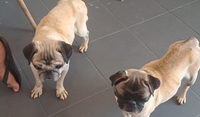 Ajude a Megan e o Tom