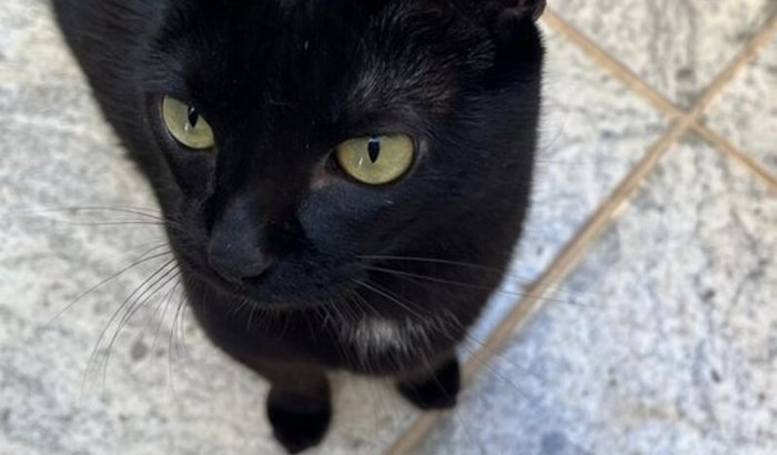 🐾 AJUDE A MARIA A CONTINUAR LUTANDO PELA VIDA ❤️🩹