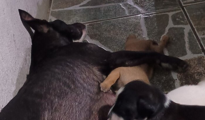 Ajuda para cuidar de uma cadela e seus filhotes de rua