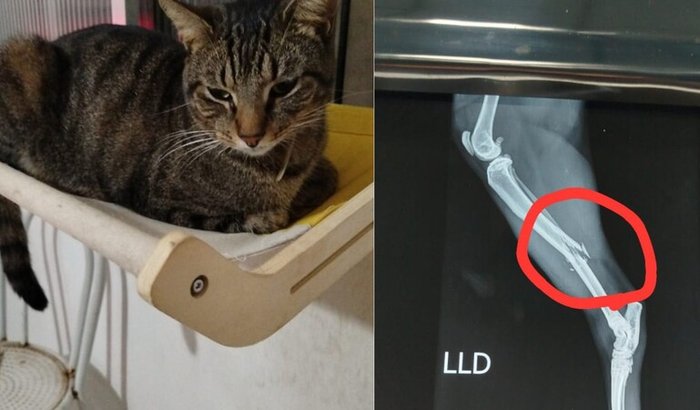 Vakinha Solidária para a Cirurgia do Artuzinho