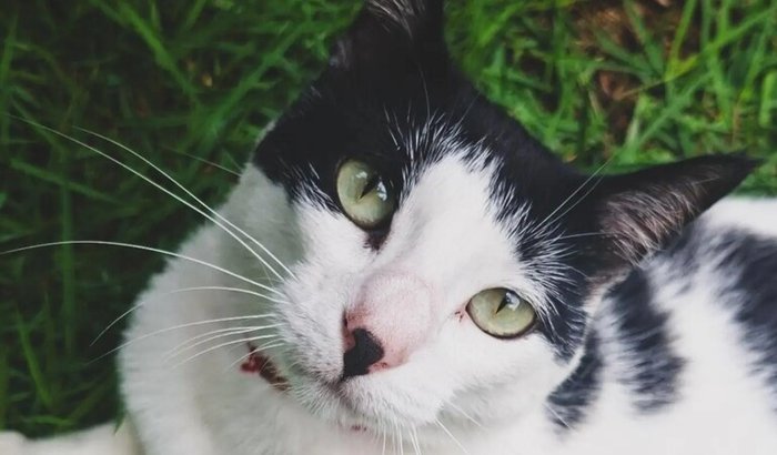 Todos(as) pela Ifigênia - Vaquinha Veterinária