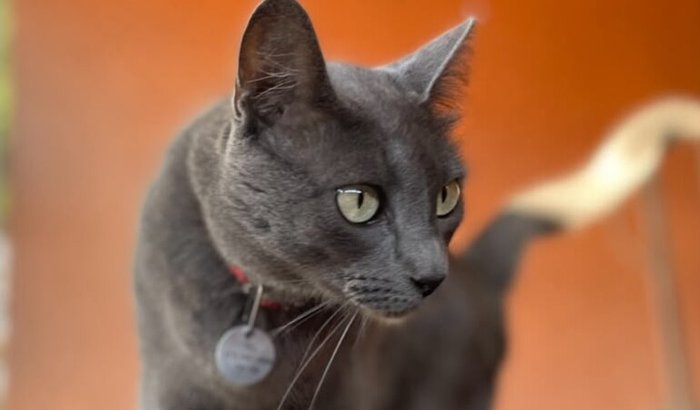 Ajude a salvar nossa Gatinha brisa!!