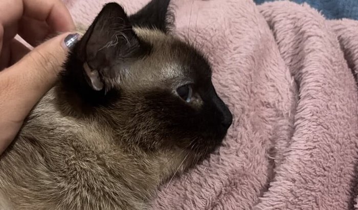 Ajuda para pagar os tratamentos da minha Gatinha Sophie