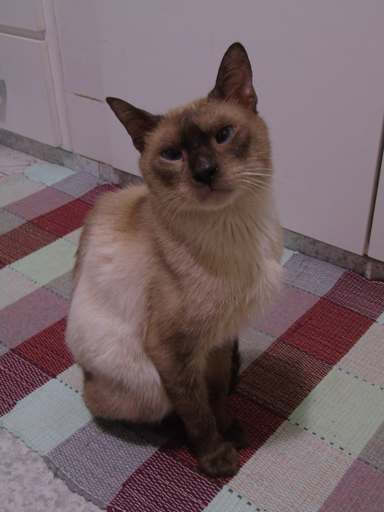 Ajuda para o Tratamento do Shano