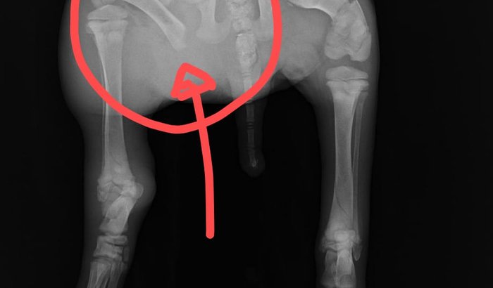 Vamos ajudar o cãozinho Plinio