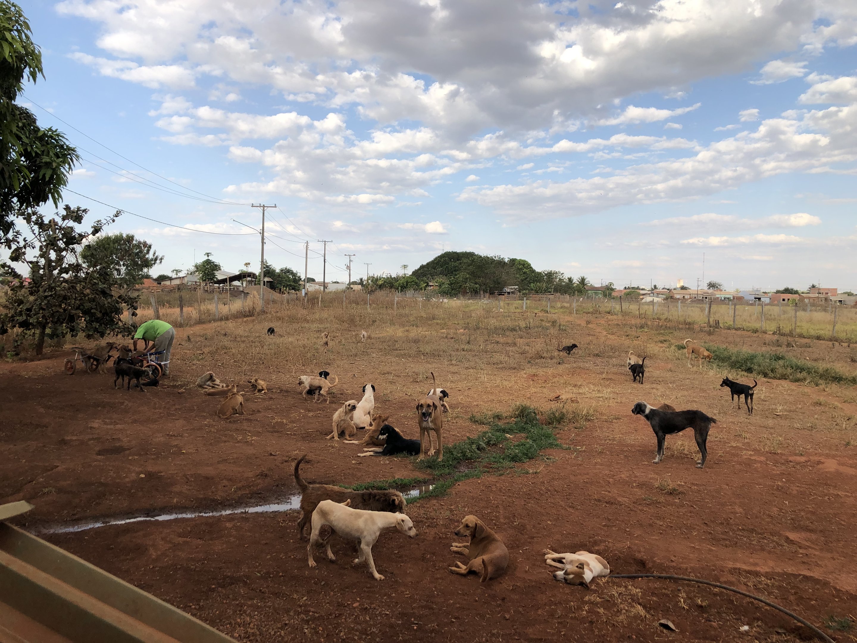 imagem da vaquinha Cerca do abrigo