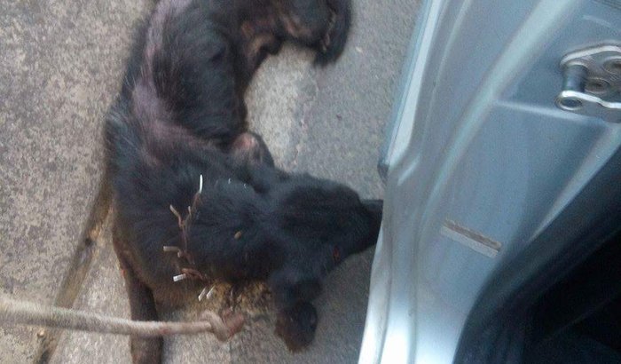 Cão idoso abandonado na linha vermelha