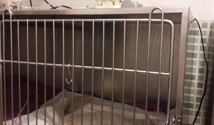 Bernardo - atropelado precisa de ajuda!