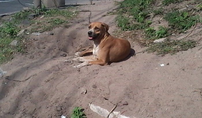 Ajuda pra Boxer Claudete!