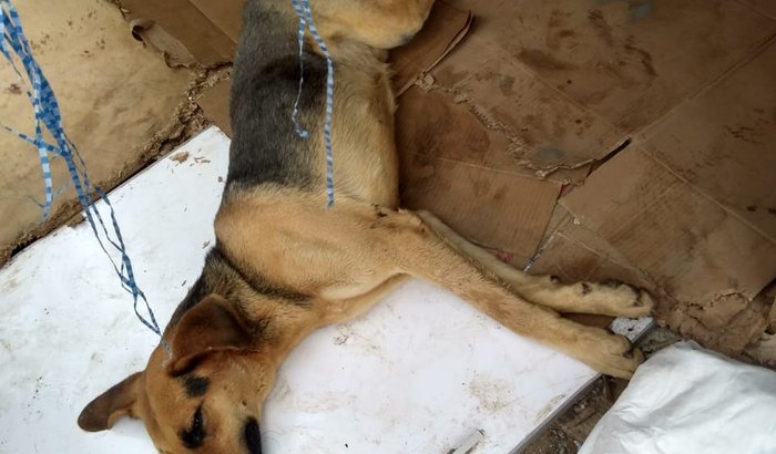 grandão - uma esperança de viver