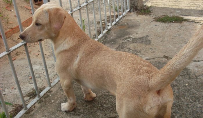 Projeto Escolinha de Cachorro