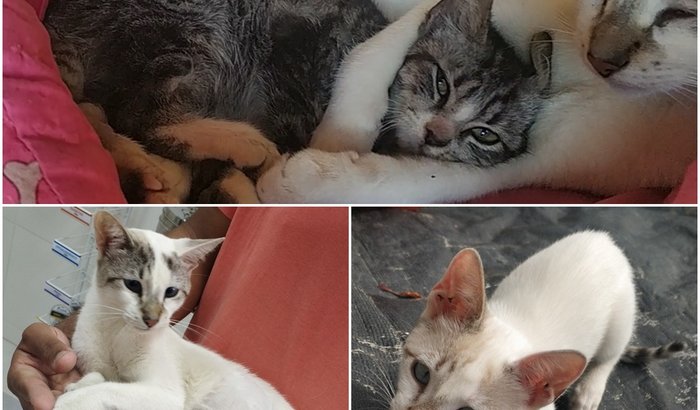 Peço ajuda para esses gatos
