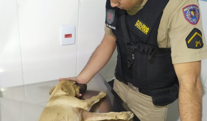 Ajude no tratamento da filhote sapeca