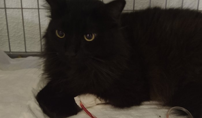 Arrecadação de fundos para cirurgia de Cistotomia