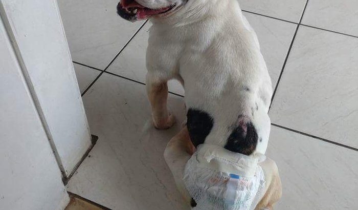 Aparelho fisioterápico para o Jimmy