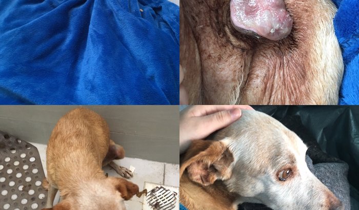 VAKINHA P/ VOVÔ COM TUMOR NO PÊNIS