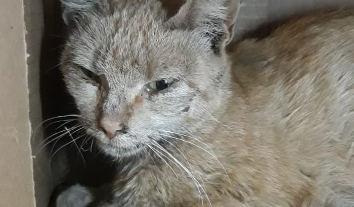 SOS GATINHOS RESGATADOS / Aspia- DF