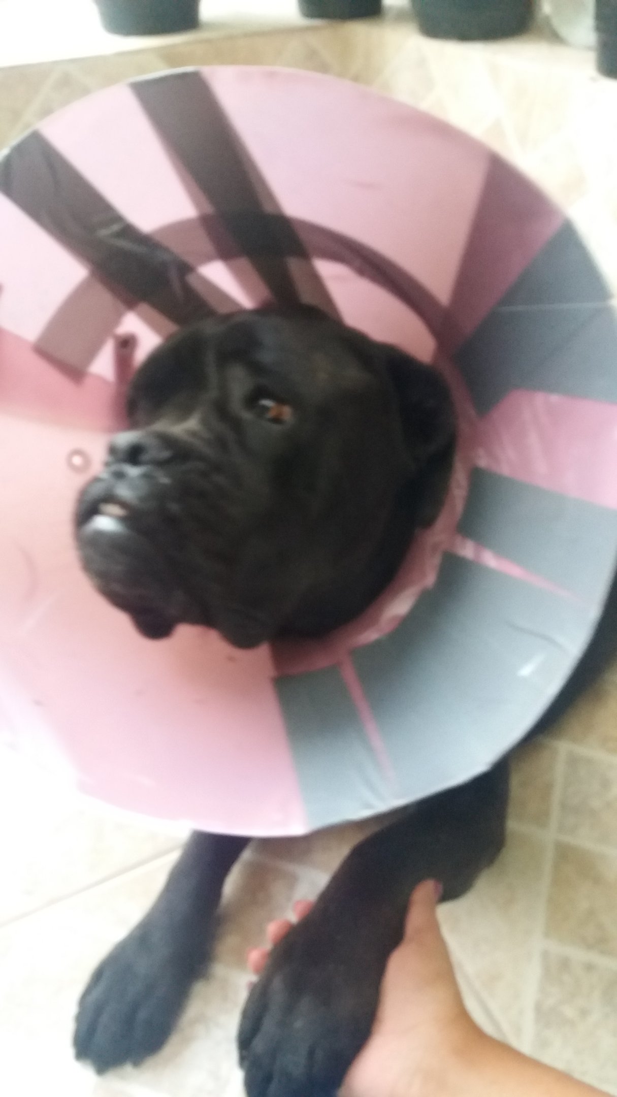 imagem da vaquinha Ajude o Aquiles