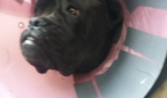 Ajude o Aquiles