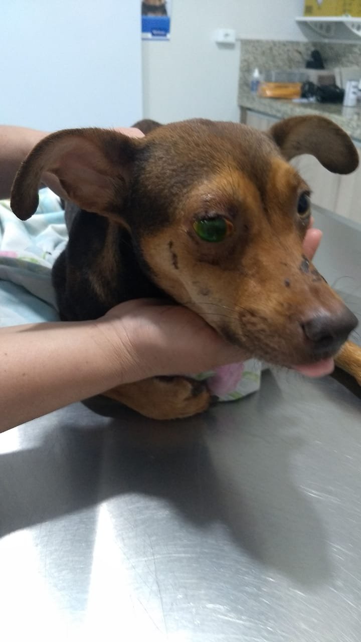 imagem da vaquinha Atendimentos - 2019