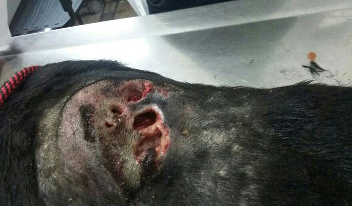 AJUDA AO TRATAMENTO DO NEGÃO (CÃO DE RUA)