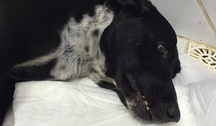 Caso Negão - Nos ajude na vaquinha para a cirurgia!