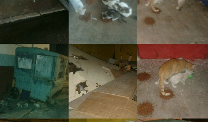 FELINOS PRECISANDO SER CASTRADOS.