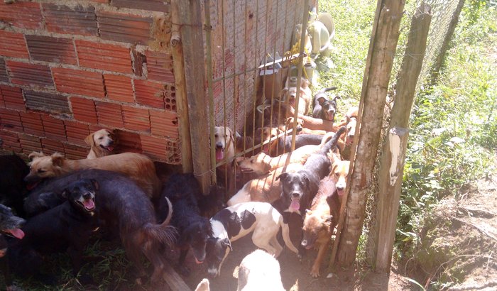 Ração para os animais da Ong Auqmia