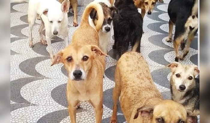 COMPRAR RAÇÃO DO MÊS OUTUBRO, E PAGAR O ALUGUEL DO ABRIGO!