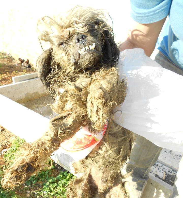 imagem da vaquinha Ajude a Apasfa de Prudentópolis a salvar este pobre cachorrinho!