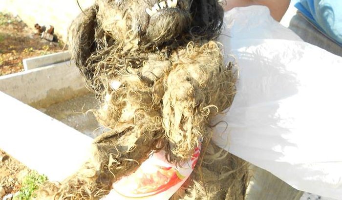 Ajude a Apasfa de Prudentópolis a salvar este pobre cachorrinho!